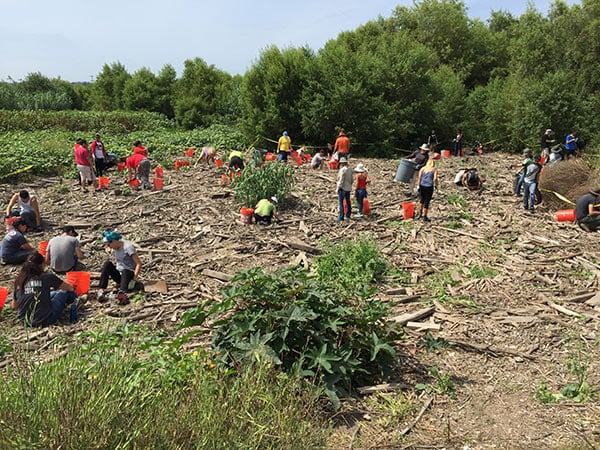 Towards the end of the cleanup - volunteers hard at work.
