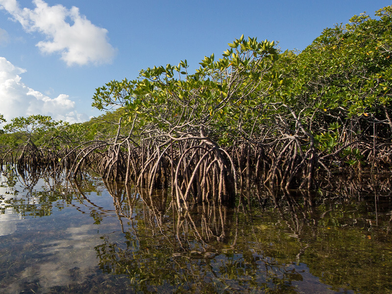 Strengthen Nature-Based Solutions in Florida
