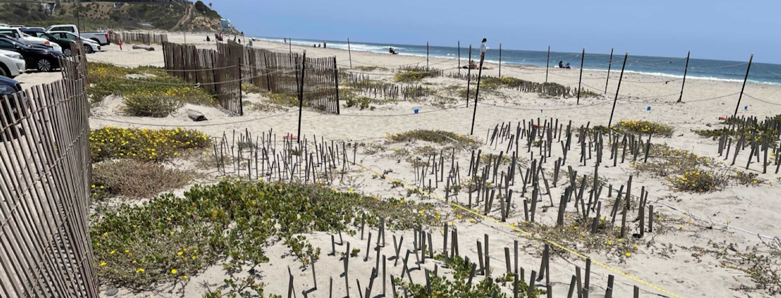 Dune restoration at South Ponto in Carlsbad